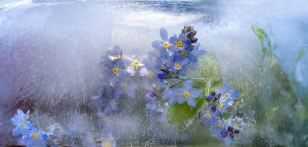Flowers of   forget-me-not  frozen in ice, art winter background.