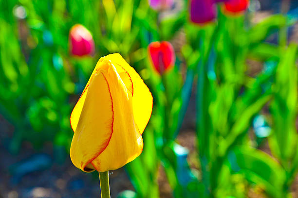 istock Spring field with blooming colorful tulips 477005751