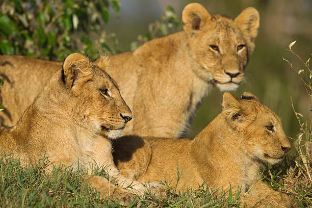 istock African lion cubs 477007081