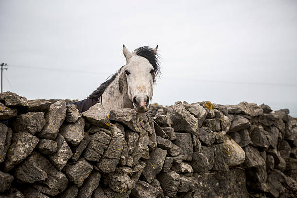 istock Horse looks away 477008812
