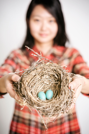 A close-up of a bird nest containing two blue Robin eggs, being held in the hands of a woman. Narrow depth-of-field, studio photo.