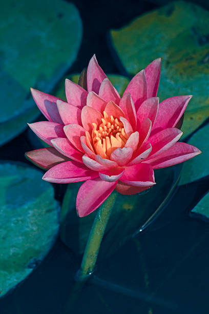 istock Pink Water Lily, Pink Lotus, Nymphaea pubescens 477010796