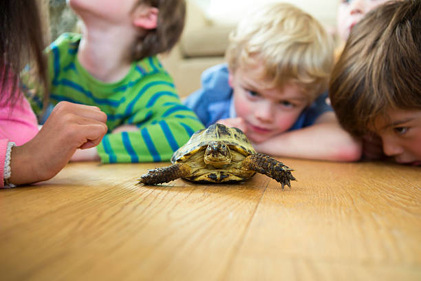 A group of children curiously watching a tortoise at home. They are all lying flat on their stomach observing the scene.