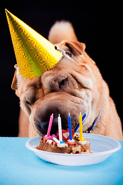 istock sharpei dog celebrating birthday 477011435
