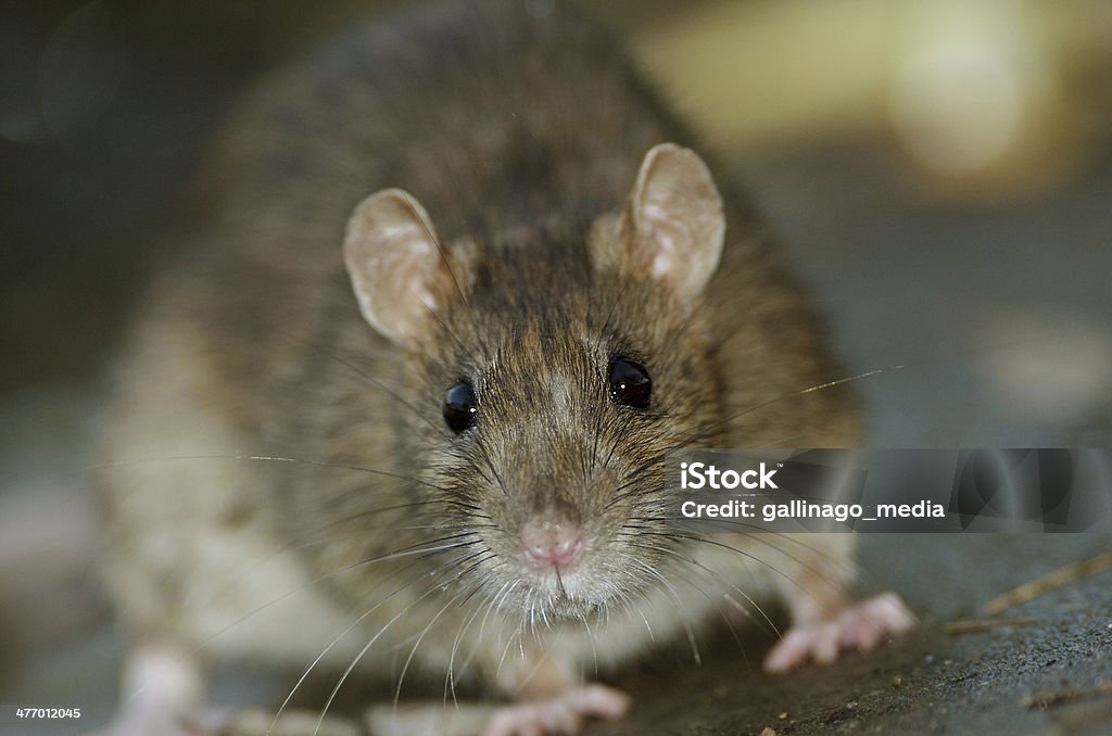 Brown Rat - Photo de Rat libre de droits