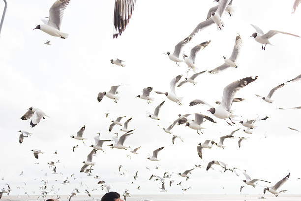 istock Flying white seagull in the nature sky background 477015294