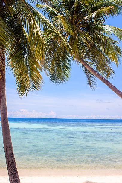 istock Palms at Haad Yao beach 477016753