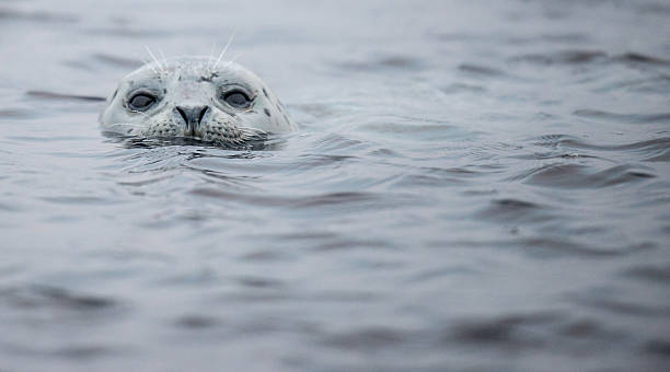 Harbor Seal in Half Moon Bay, California stock photo