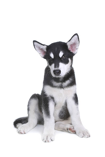 istock Cute Alaskan Malamute Puppy on White Background 477018989
