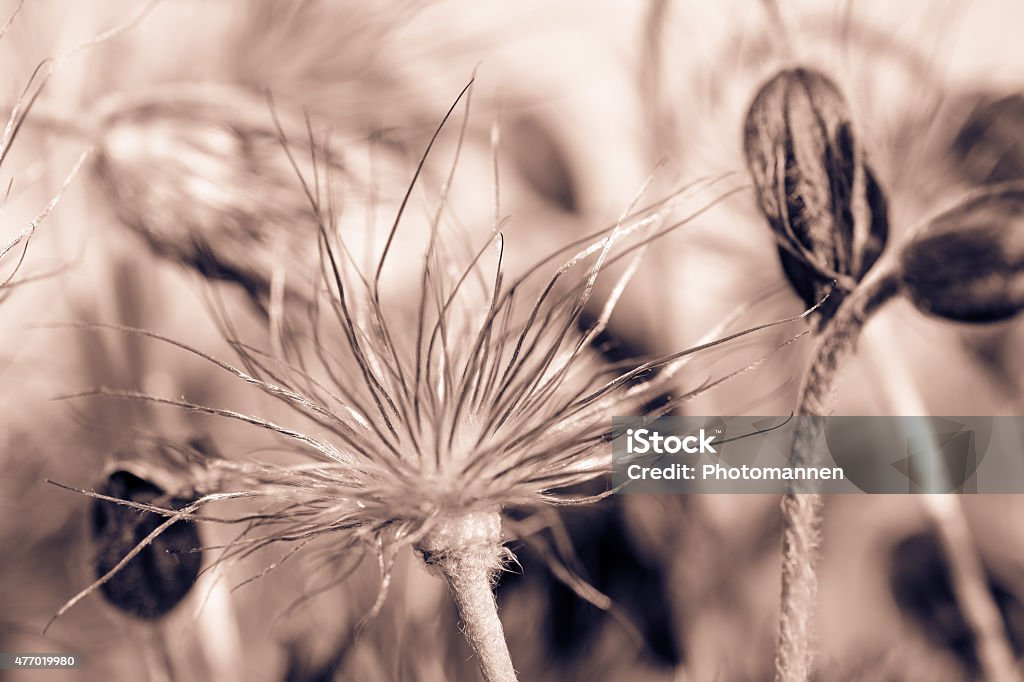 Flowers Flowers in the beautiful forest environment, macro background 2015 Stock Photo