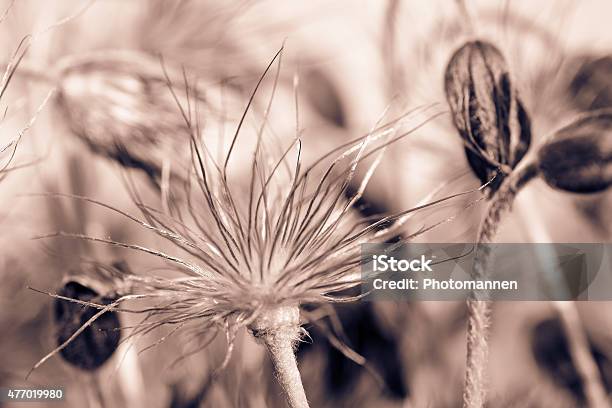 Flowers Stock Photo - Download Image Now - 2015, Arrangement, Bouquet