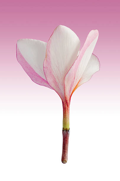 istock Plumeria flower on background 477020076