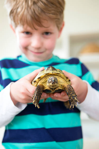 istock Little Boy with his Pet Tortoise Tommy 477020520