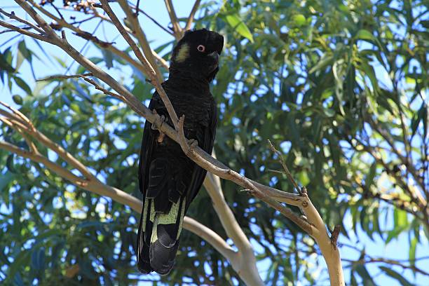 istock Yellow-Tailed Black Cockatoo in a tree 477021518