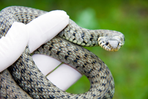 Grass snake (Natrix natrix) in hand