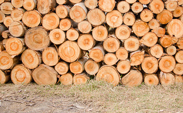 Close-up Arrange Orderliness  of the timber stock photo