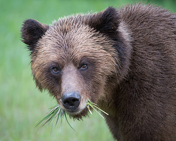 Grizzly Bear, Khutzeymateen stock photo