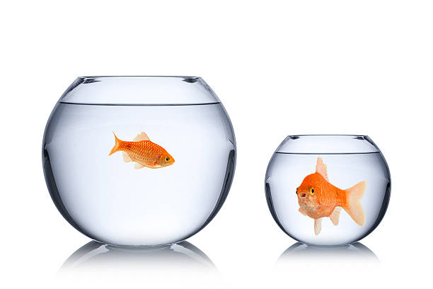istock fish social envy concept 477025047