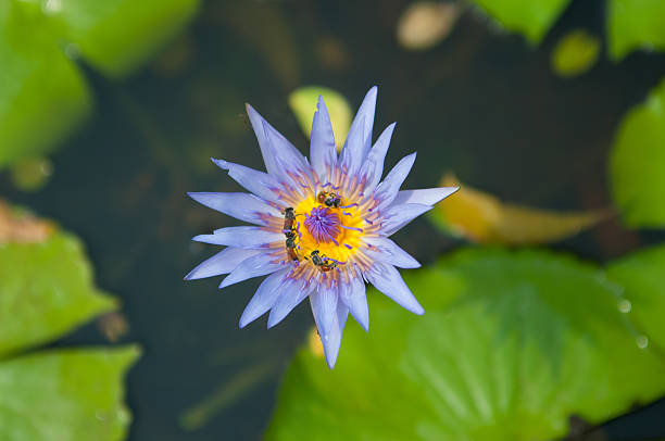 istock Pink waterlily flower and bee 477025271