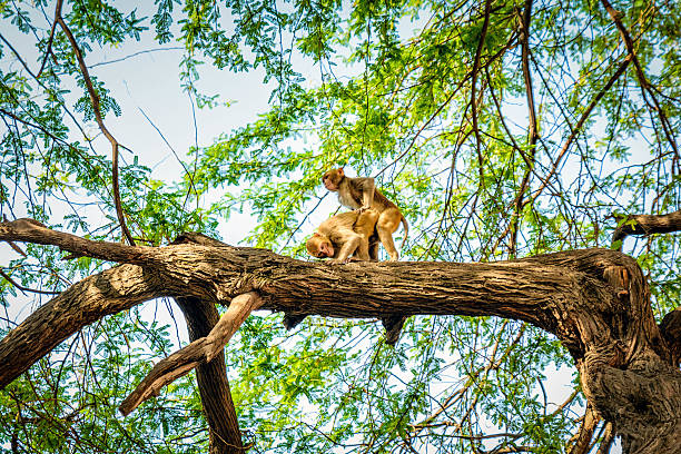 Monkeys Maturing 650+ Mating Monkeys Stock Photos, Pictures & Royalty-Free Images - iStock