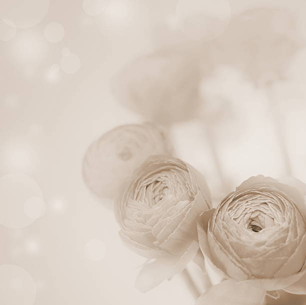 beautiful flowers made with sepia filters