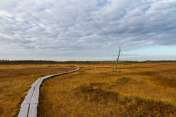 Duckboards at Aapa Bog A path made of duckboards leading hikers across the aapa bog / mire in Lapland, Finland. finnish lapland autumn stock pictures, royalty-free photos & images