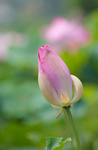 istock Lotus flower and Lotus flower plants 477027862