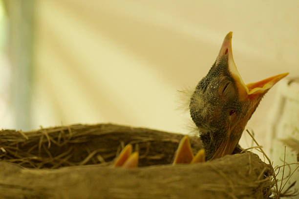 istock Baby Bird with Gaping Mouth and Closed Eyes 477028318