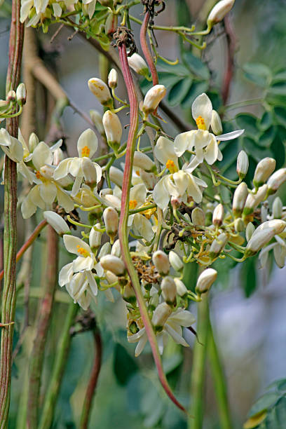 istock Flowers of Drumsticks, Moringa oleifera syn 477028484