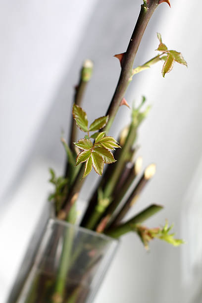 Rose sprouts grow on stems in vase stock photo
