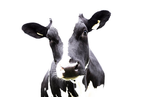 12,259 Useful Animal Stock Photos, Pictures & Royalty-Free Images - iStock 12,259 Useful Animal Stock Photos, Pictures & Royalty-Free Images - iStock