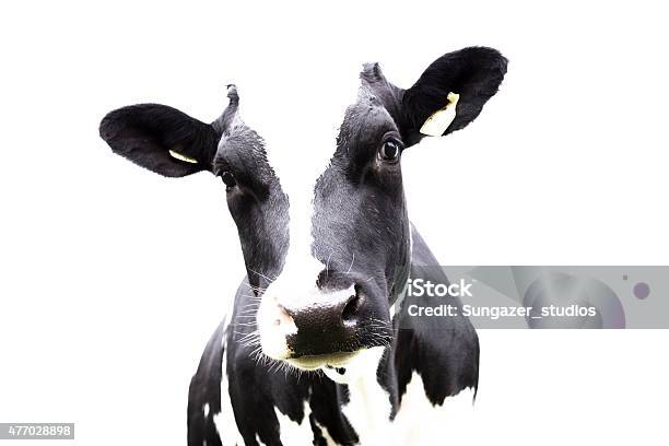 Easy To Use Cow Portrait Stock Photo - Download Image Now - Domestic Cattle, White Background, Cut Out