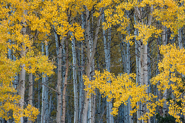 Aspen trees changing color in fall stock photo