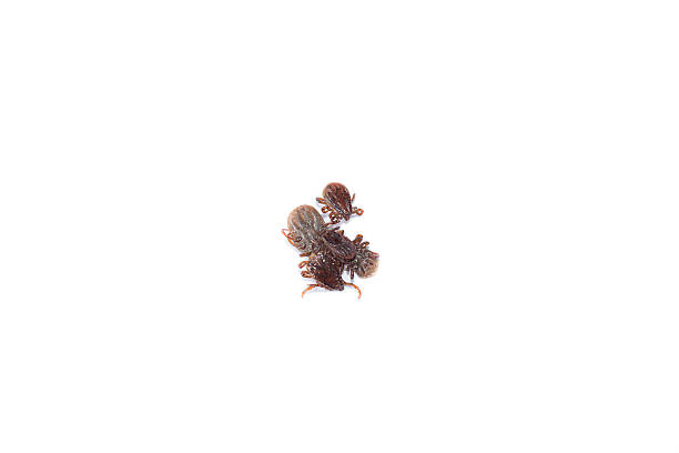 istock Group of dead ticks on white background. 477029242