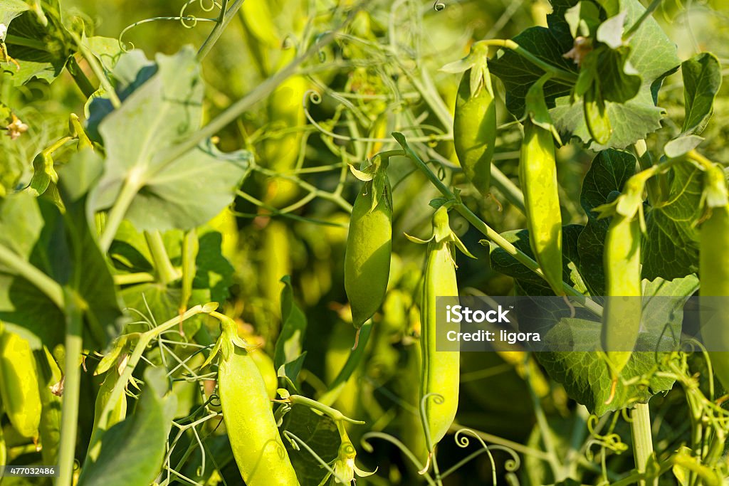 peas sprouts   the sprouts of peas photographed by a close up. small depth of sharpness 2015 Stock Photo