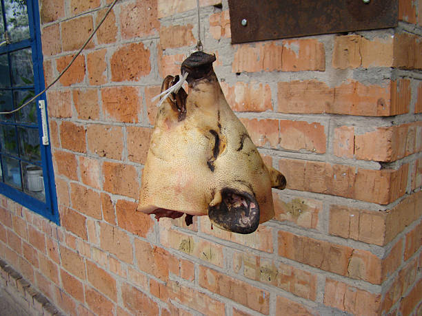 cabeça de porco - dead animal imagens e fotografias de stock