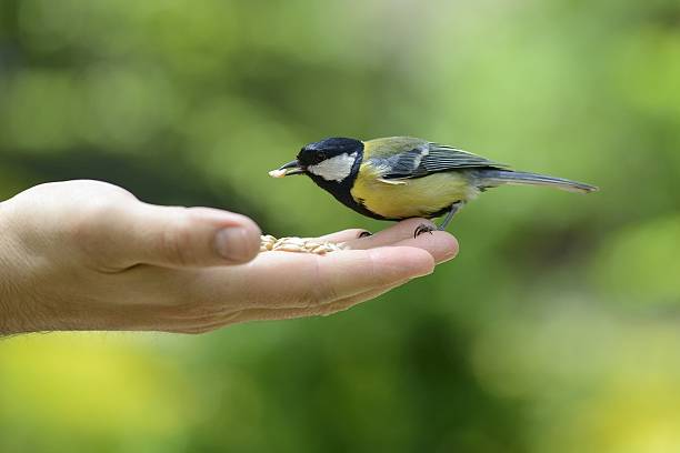 istock Great tit bird standing on human hand and feeding 477033586