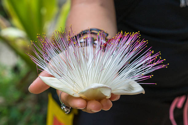 istock Exotic flower in a female hand 477035509