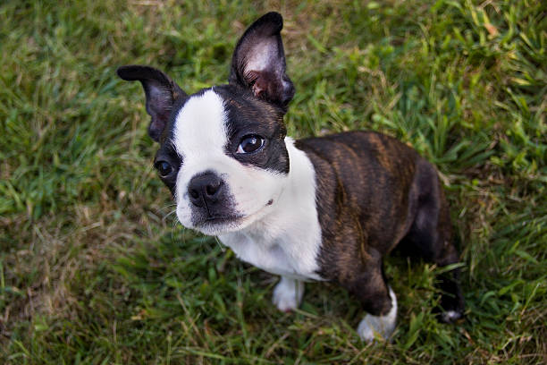istock Poopsie Sitting in Grass Looking at Viewer 477036362