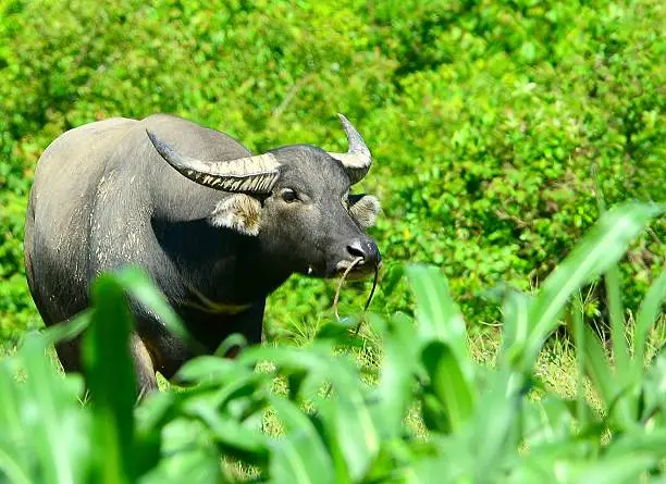 The water buffalo at Samui Island , Thailand