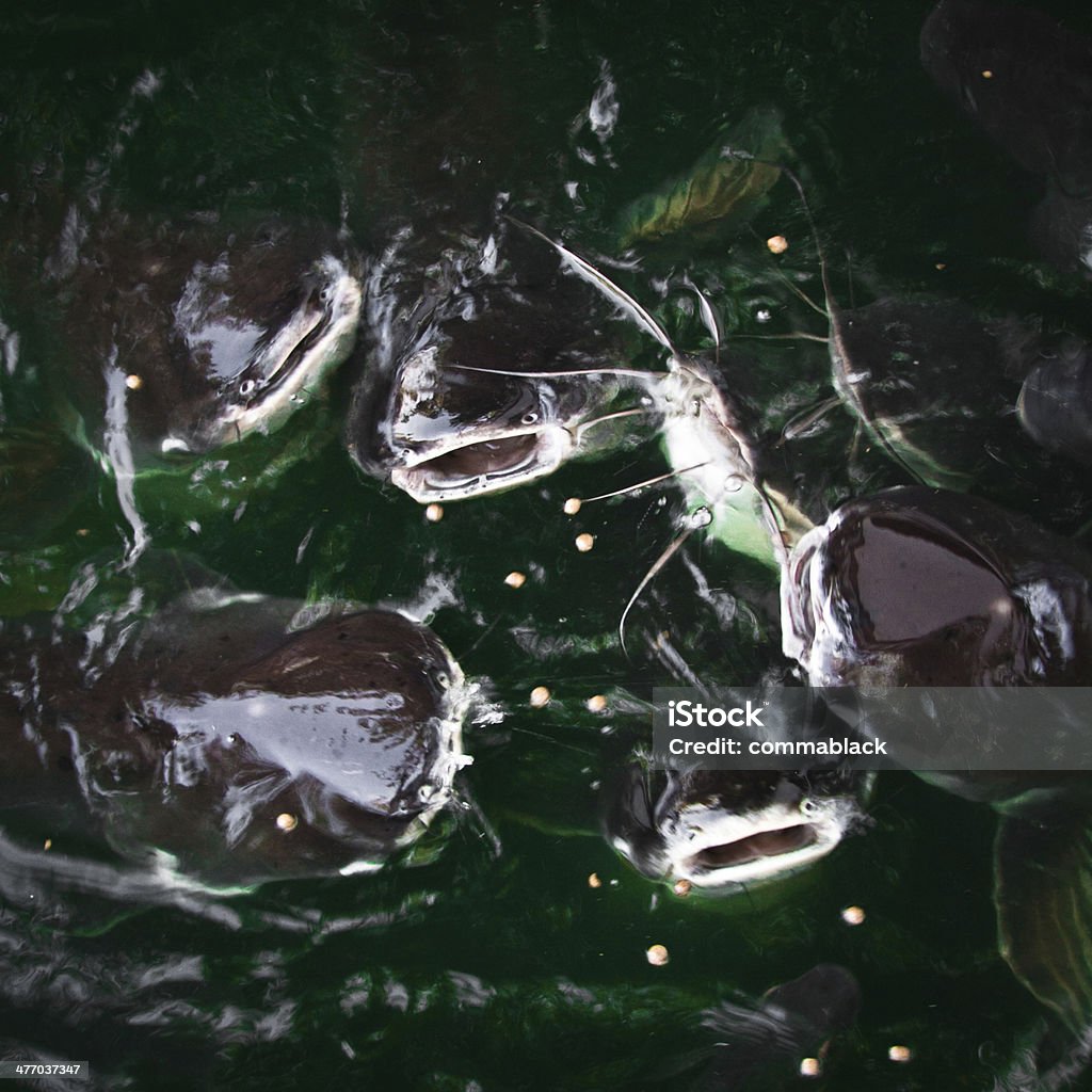 Catfish in the pond Catfish in the pond being fed in Chiang Mai, Thailand Catfish Stock Photo