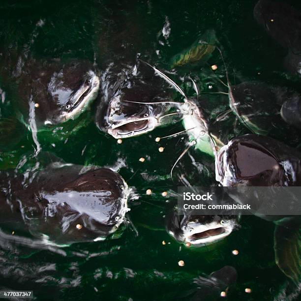 Catfish In The Pond Stock Photo - Download Image Now - Catfish, Farm, Fish