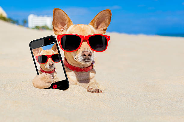 istock dog  selfie buried in sand 477037652