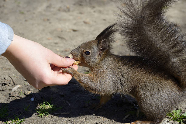 istock Red squirrel eating food from human hand in a park. 477038094