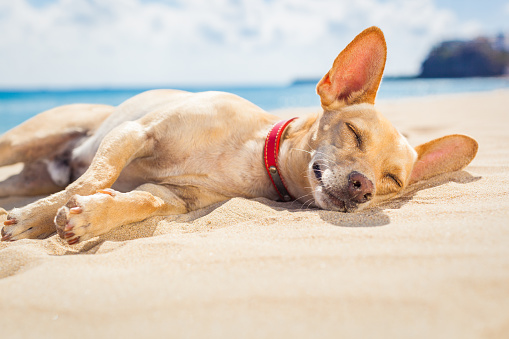 chihuahua dog  relaxing and resting , lying on the sand at the beach on summer vacation holidays, ocean shore behind