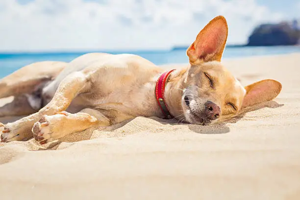 Photo of relaxing dog on the beach