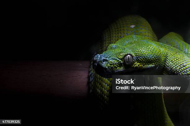 Green Tree Python Stock Photo - Download Image Now - Animal, Animal ...