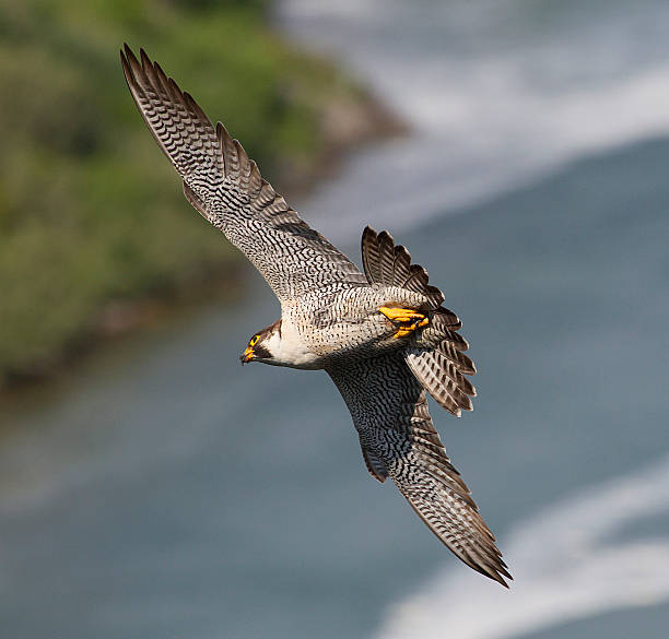 istock Peregrine Falcon 477039483