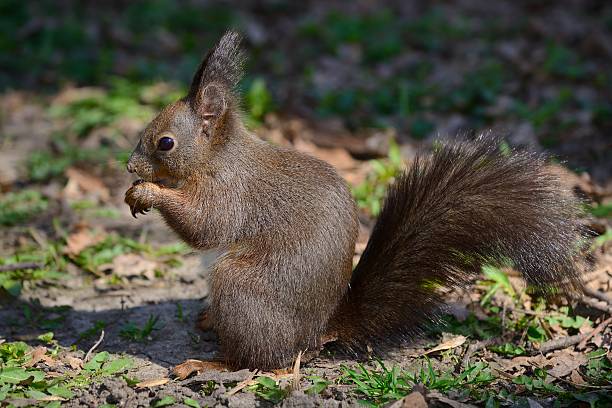 red squirrel 식사 너트 지상 - squirrel softness wildlife horizontal 뉴스 사진 이미지
