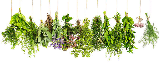 istock Kitchen herbs hanging isolated on white. Food ingredients 477041014